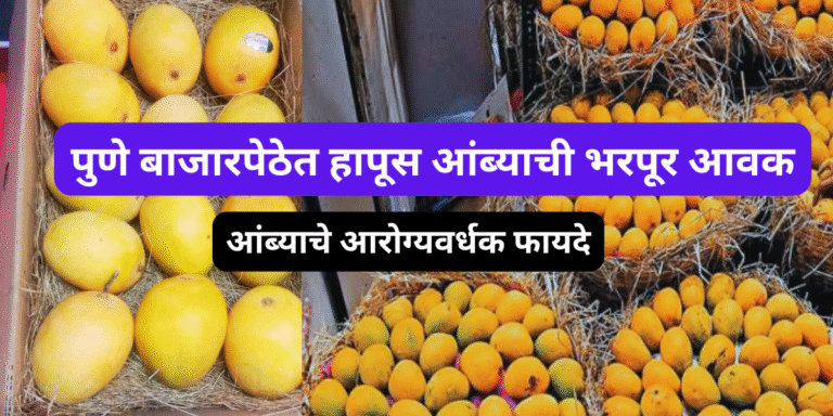 पुणे बाजारपेठेत हापूस आंब्याची भरपूर आवक