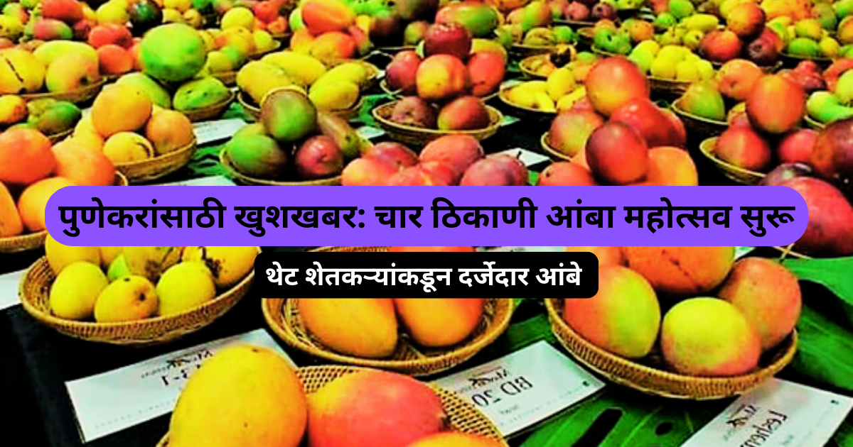 पुणेकरांसाठी खुशखबर चार ठिकाणी आंबा महोत्सव सुरू