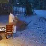 tiger attack brahmapuri CCTV futage