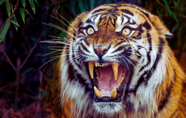 ब्रम्हपुरी टायगर अटॅक