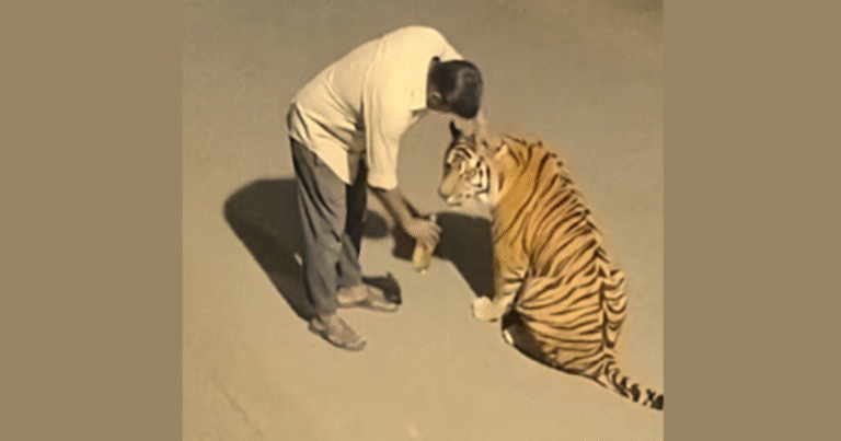 वाघाला दारू पाजणारा मजूर AI- व्हिडिओ व्हायरल