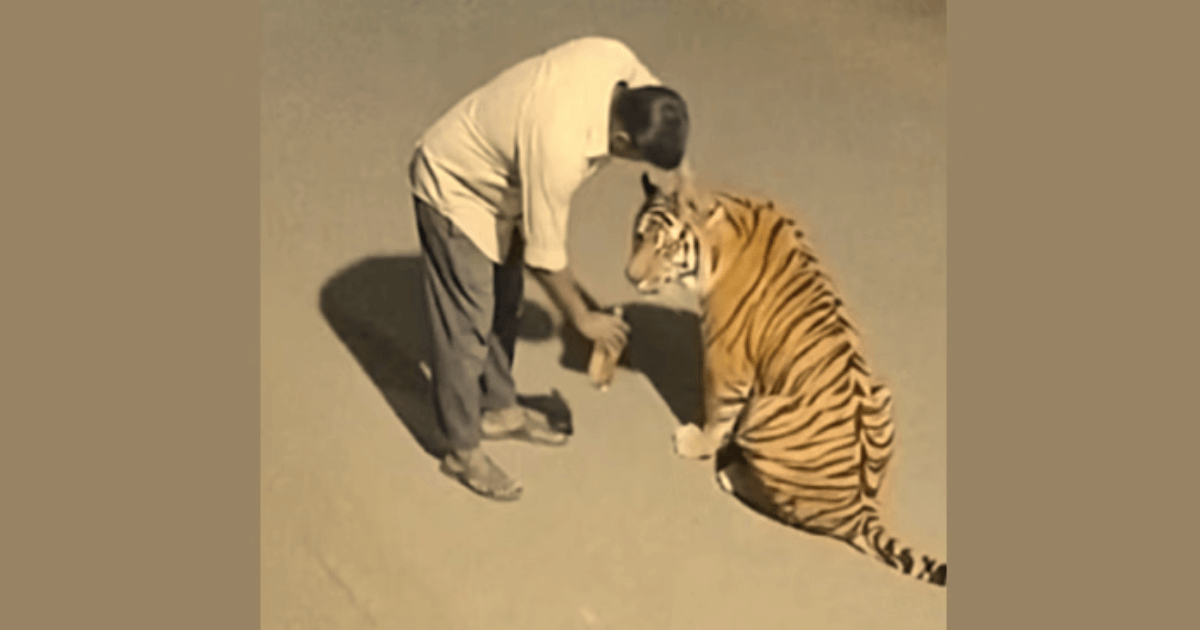 वाघाला दारू पाजणारा मजूर AI- व्हिडिओ व्हायरल